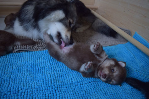 Inari mit Mama Lucy - Foto von Anne Staub (Mainikka Beana)