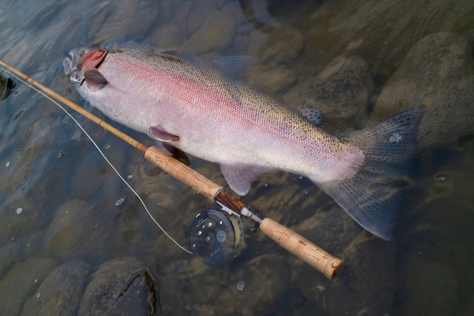 Steelhead Sweetgrass Bamboo Fly Rod with Hardy Zenith