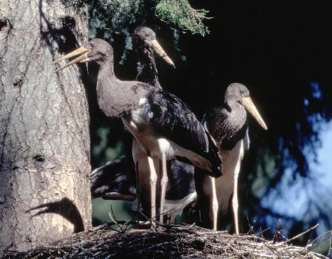 Schwarzstörche (Foto: Bayerische Staatsforsten)