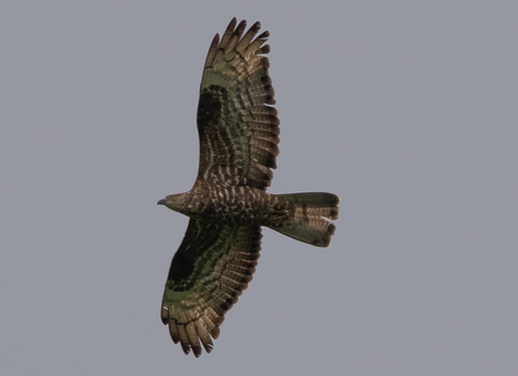 Wespenbussard (Foto: Ursula Wiegand) 