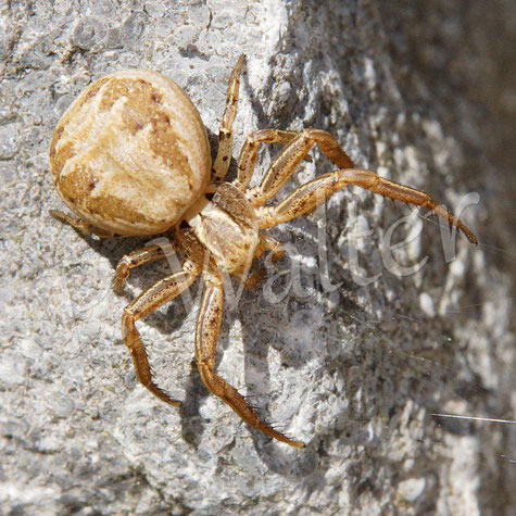 Bild: Busch-Krabbenspinne ?, Xysticus spec., Thomisidae, crab spider, Spinnentiere, Arachnida, Sonnenhut, Rudbeckia
