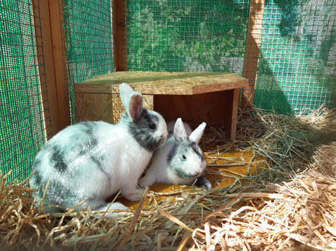 Frohe Ostern
