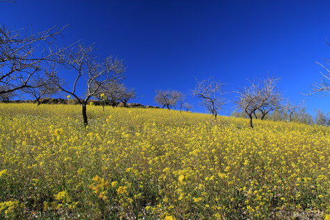 The flowerfields in January in Turón