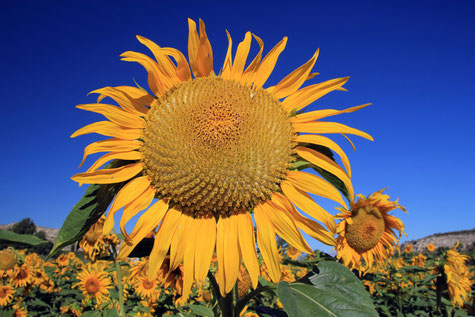 A sun flower field in Galera