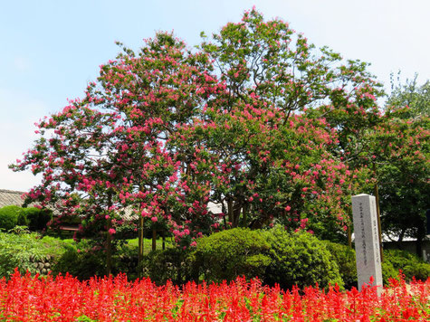 旧富岡製糸場の百日紅（さるすべり）