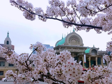 築地本願寺の桜