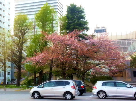 築地本願寺の桜