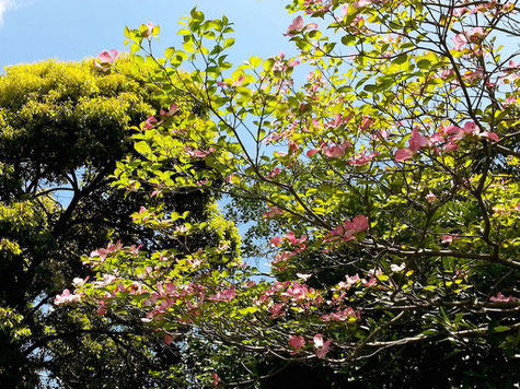 浜田緑地の花水木