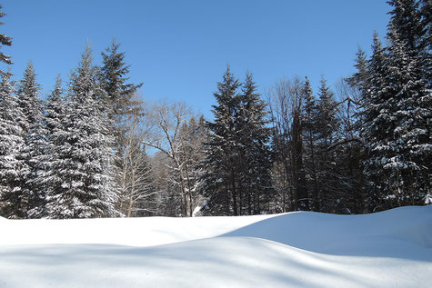 où-faire-du-chien-de-traineau-quebec