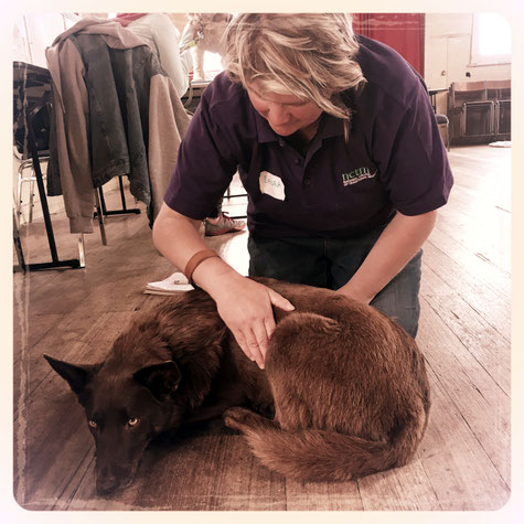 Laura from Rural TLC in Greater West Melbourne mellowing the yellow-eyed madness