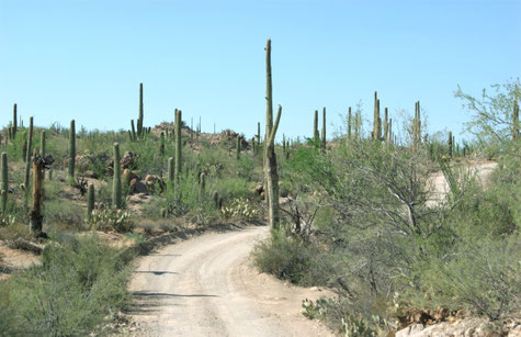 Schotterweg zwischen Kakteen: die Hohokam Road