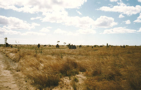 Nifold Plain: Termite Mounds, soweit das Auge reicht