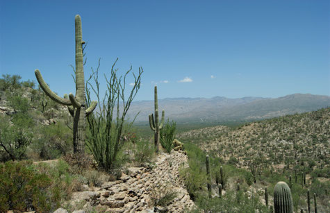Saguaro-Kakteen im östlichen Teil des Nationalparks