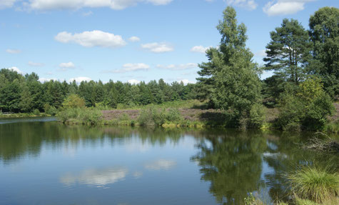 Idylischer See im Naturpark Südheide