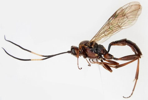 ヒメバチ亜科 Ichneumoninae Latreille, 1802 - Information