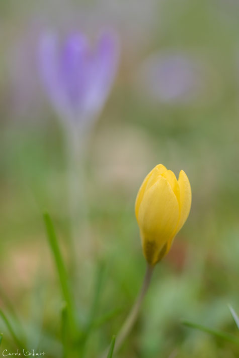 Krokusse