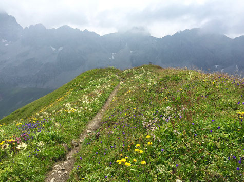 Allgäuer Blumenwiese am Kreuzeck