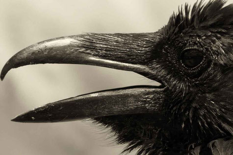 krahenvogel unterschied krahe rabe kraehenjagd eu