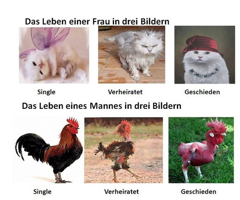 Mann = Gockel, Frau = Katze 