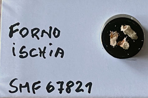 Senckenberg, Bryozoa, Bryozoen, Moostierchen, Sammlung Voigt