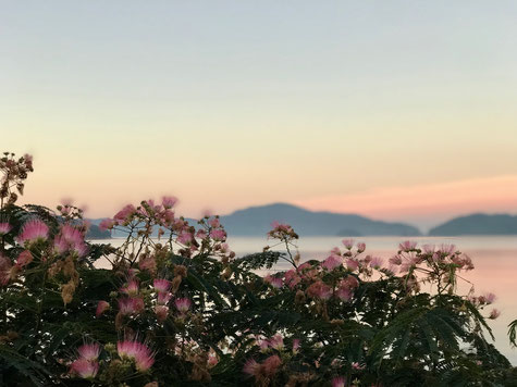 隠岐の島　京見屋分店ブログ　西ノ島　ネムノキの花