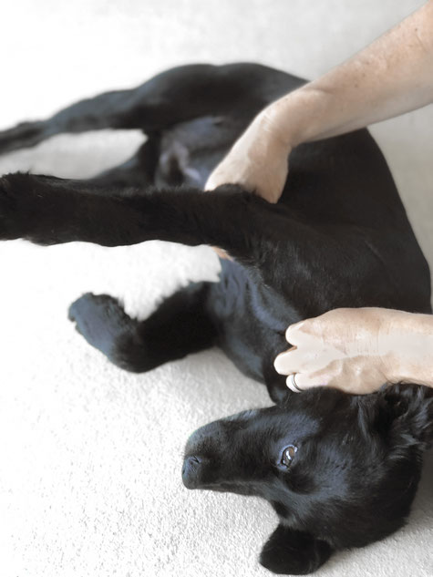 Osteopathische Behandlung des Brustbeines beim Hund