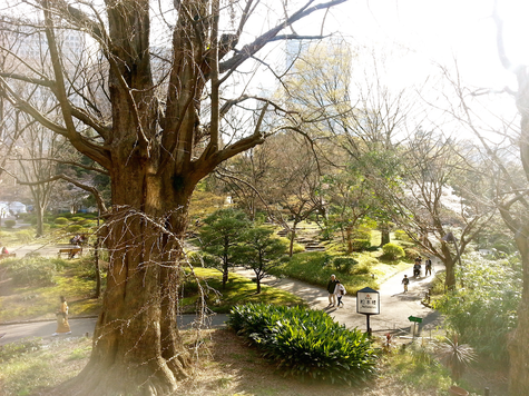 日比谷公園の大いちょう