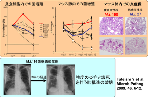 MAC菌の病原性発現機構の解明