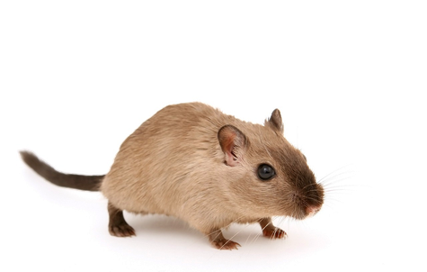 Motiv von Pixabay: kleine Maus.