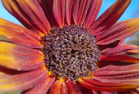 Sommer, Sonnenblume, Sachbuch lesen