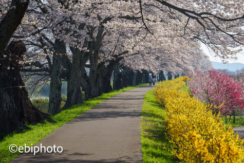 白石川千桜公園