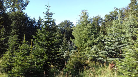 Verschiedene Sorten und Alterstufen von Weihnachtsbäumen sorgen für biologische Vielfalt.