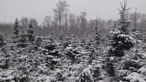 Winterlandschaft, Normann, Weihnachtsbaum, Hildesheimer Wald, Forst