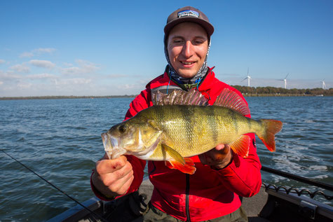 Spin fishing in Holland - Guide Luca Nardin with perch on Lund Boat at Volkerak Oude Tonge, Netherlands