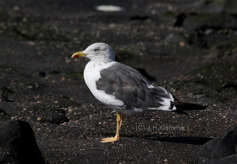 Heringsmöwe (Larus fuscus). Adulter Vogel. Küste in der Nähe von Westkapelle, NL [September]