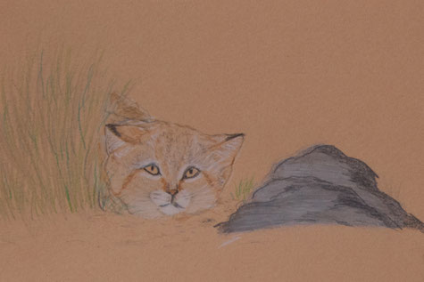 Sandkatze - Zeichnung K.Mirus https://www.facebook.com/wildbeautyart/