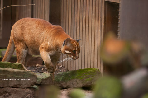 Kater Saigon , Zoo Heidelberg. Foto: K.Mirus