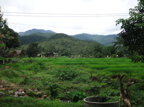 Ein kleines Dorf umgeben von weitläufigen Reisfeldern
