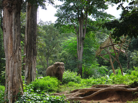 Die Elefanten tauchen aus dem Dschungel auf