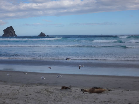 Möwen und ein Seelöwe in der Sandfly Bay in den frühen Abendstunden :) 