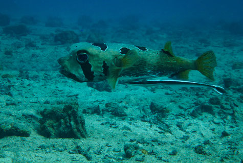 Kugelfisch mit Anhalter