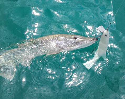 beim Schleppfischen am Attersee biss dieser 85cm Hecht auf den Swimbait