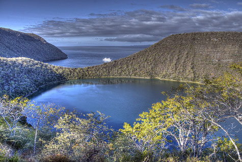 Bottlenose dolphins swimming by, © Galapagos Shark Diving