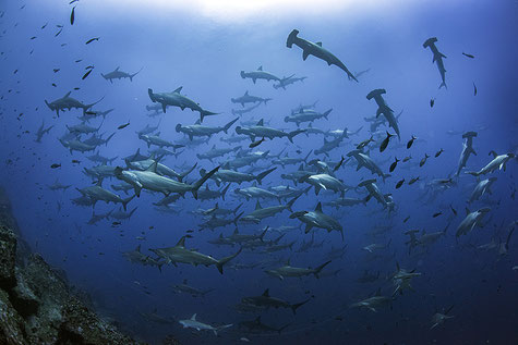 Big school of hammerhead sharks, ©Galapagos Shark Diving