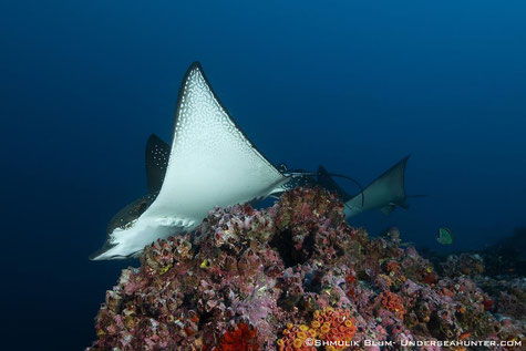 Close encounter with a eagle ray in cocos island, ©Underseahunter Group