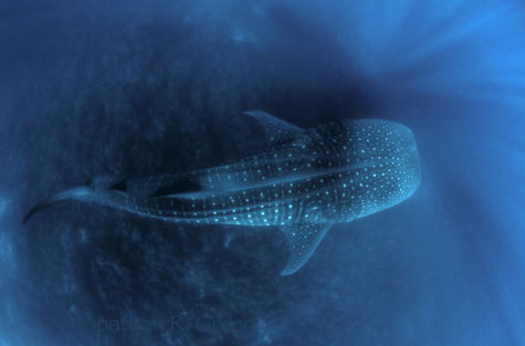 whale shark swimming below the divers