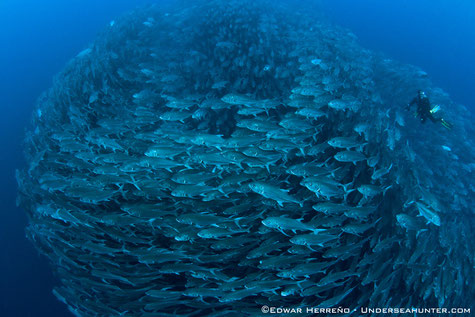 Fischschwarm in Cocos, ©Underseahunter Group