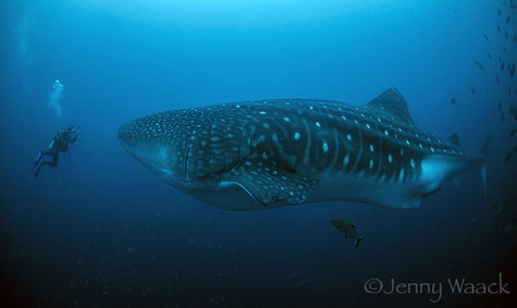 Taucher ist Angesicht zu Angesicht mit einen riesigen ausgewachsenen Walhai in den Galapagos Inseln, Galapagos Shark Diving