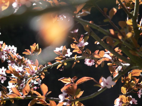 Rosa Blütenzweig im Frühjahr