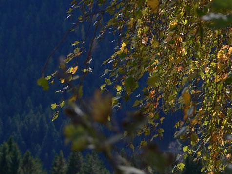 Birkennlätter vor einem Nadelwald